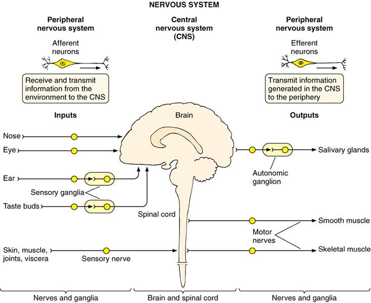 HeatherHollettBiol3500: The Nervous System