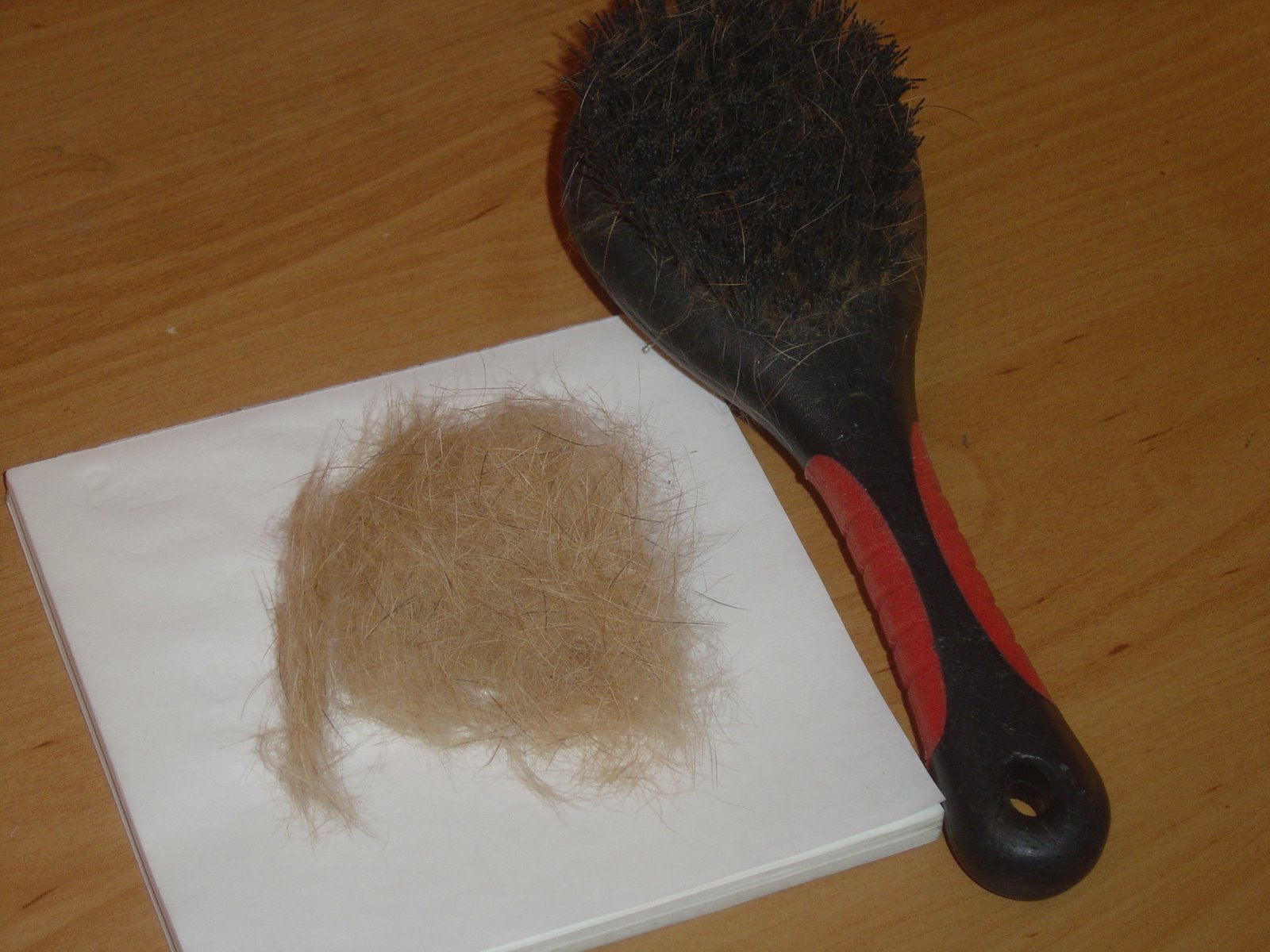 [One+day's+brushing+Buster's+hair.JPG]