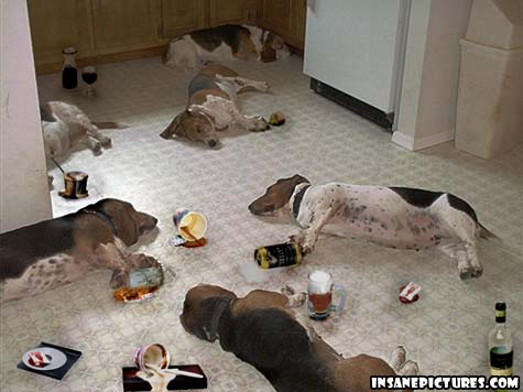 [drunk+dogs.jpg]