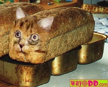 [funny-pictures-cat-bread-KCq.jpg]