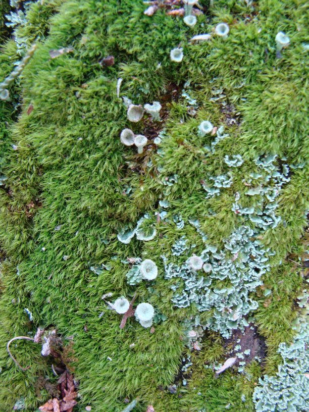 Mosses and lichens