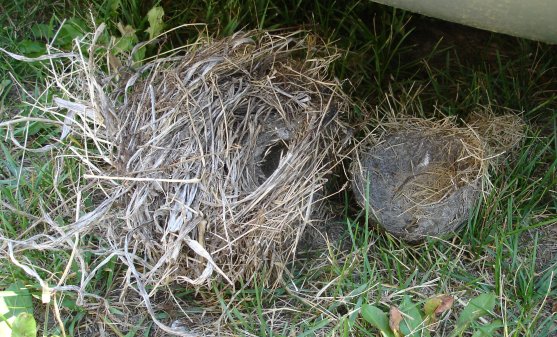 Fallen robins' nest