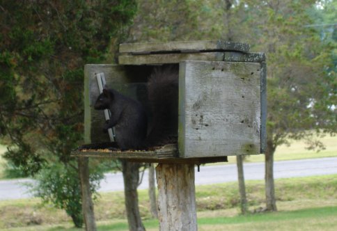 black squirrel eating bird seed