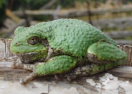 [green_frog.jpg]
