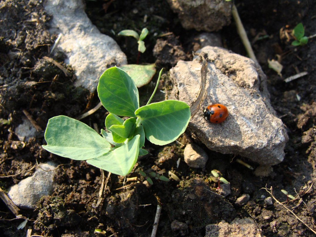 Lincoln pea seedling and ladybird