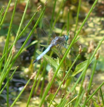 Blue Dasher dragonfly
