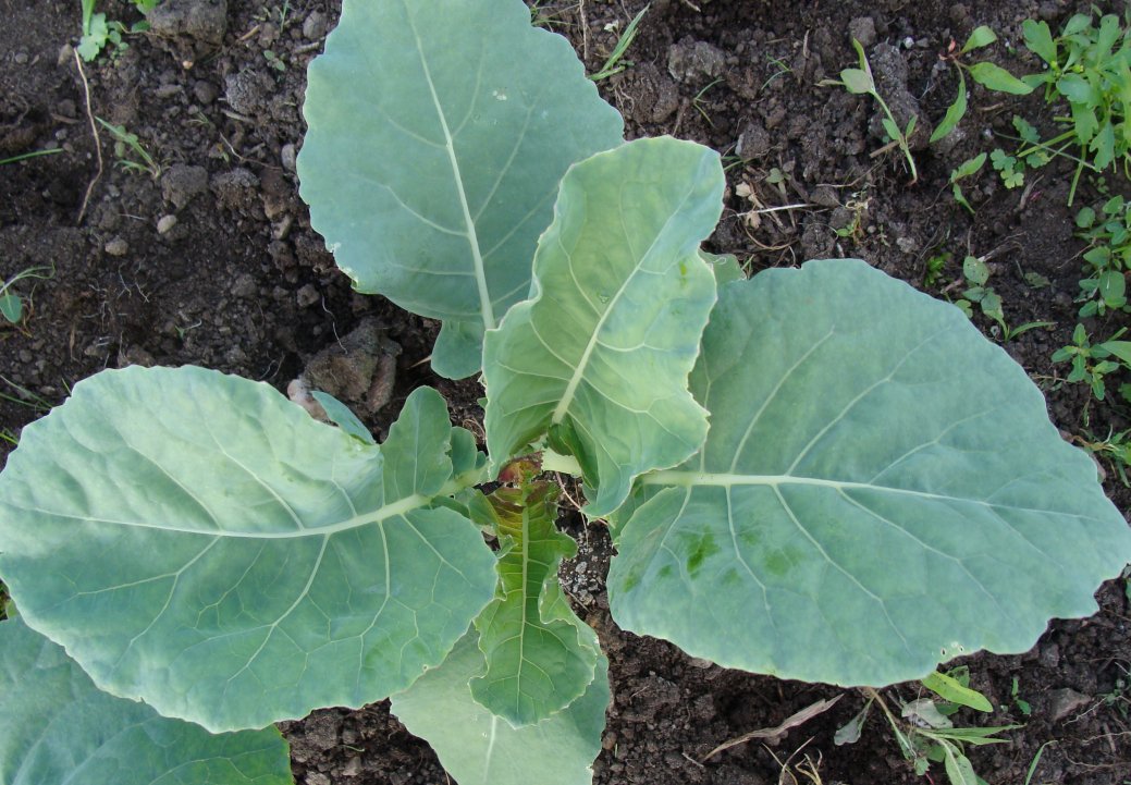 Healthy brassica plant