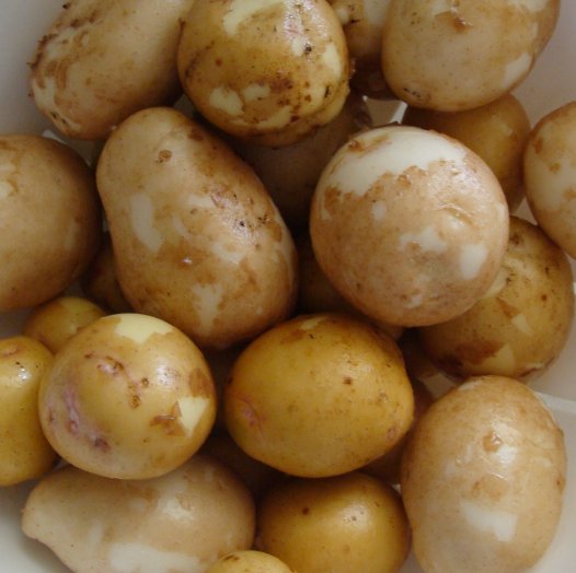 First ever potato harvest