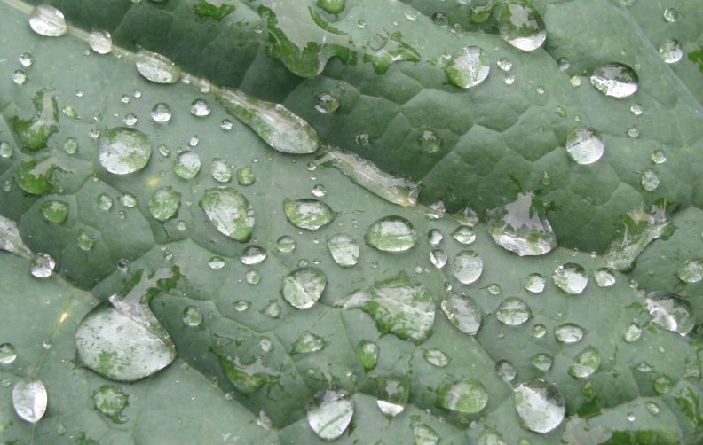 Raindrops on cabbage leaf