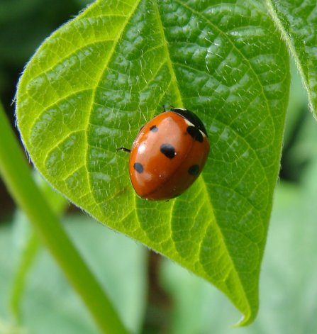 Ladybird on bean leaf