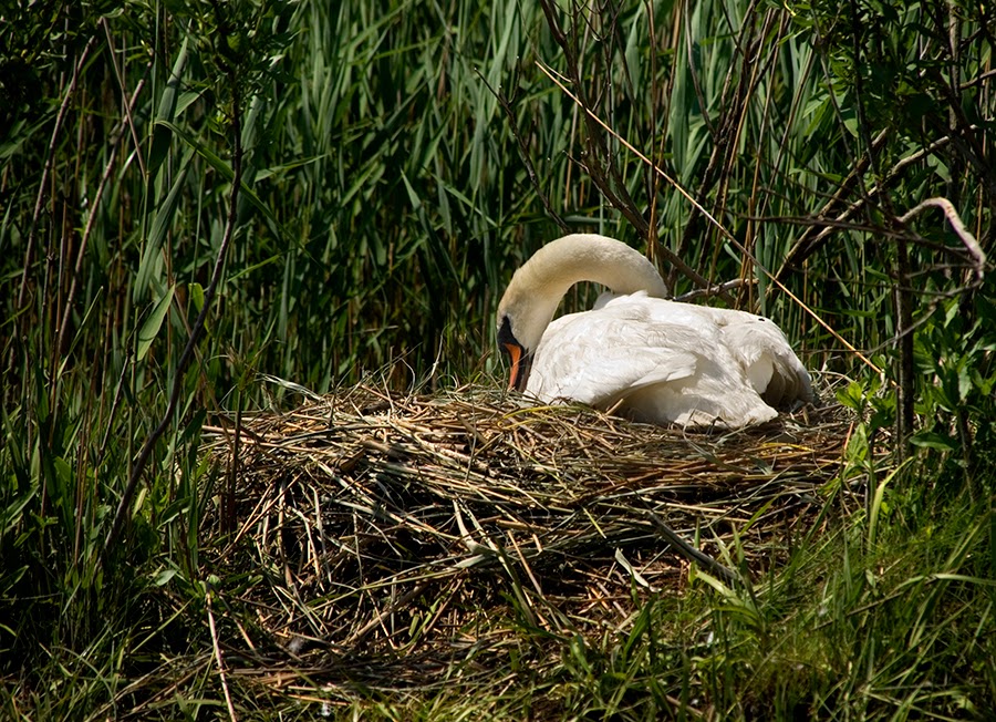 [swan+nest+upclose+sm.jpg]