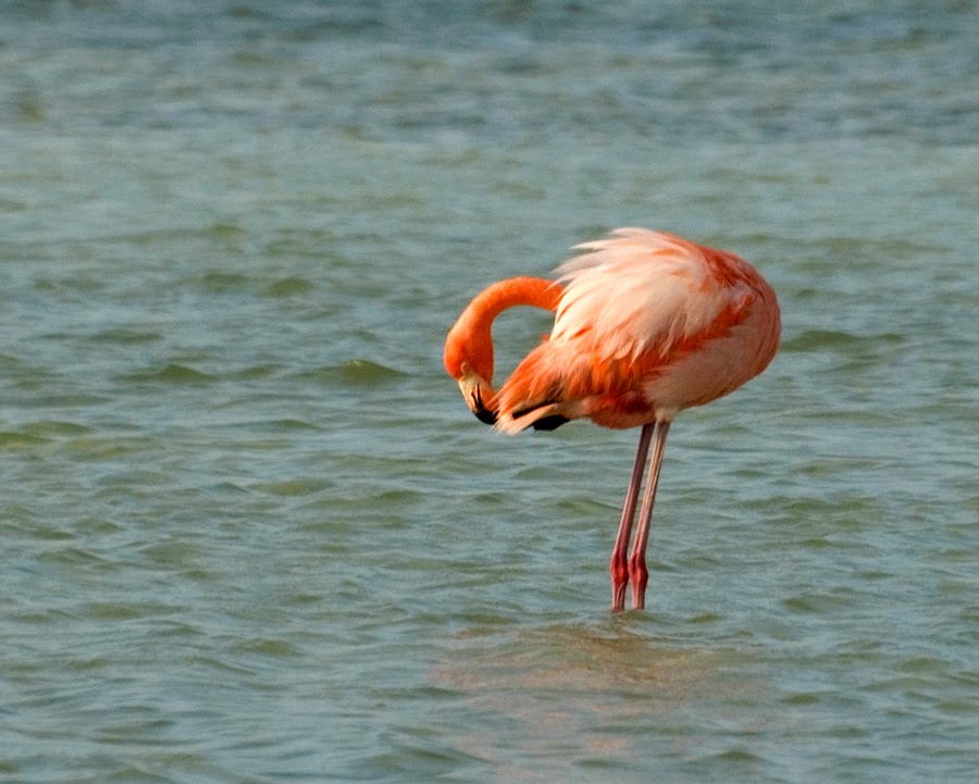 [flamingo+sm.jpg]