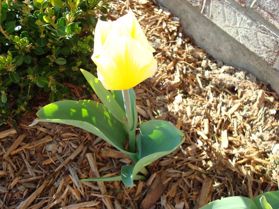 [tulip1.jpg]