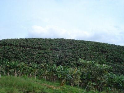 [banana_plantation.jpg]