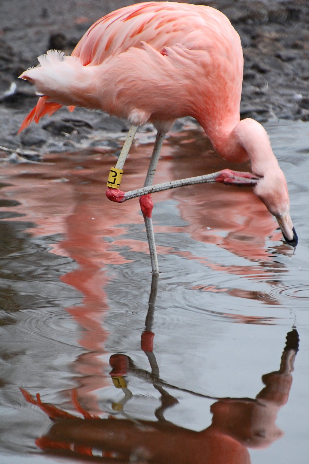 [flamingo.jpg]