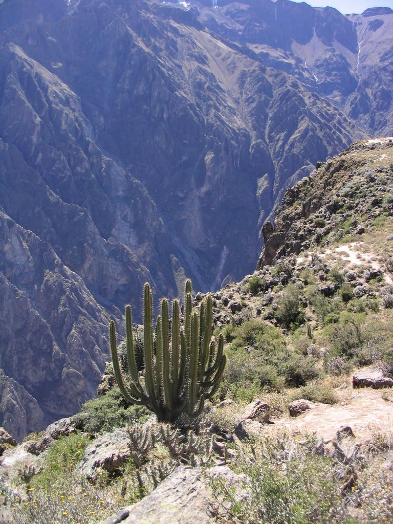 [canyon-cactus.jpg]