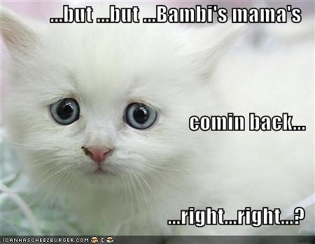 [funny-pictures-sad-white-kitten-bambi-mom.jpg]