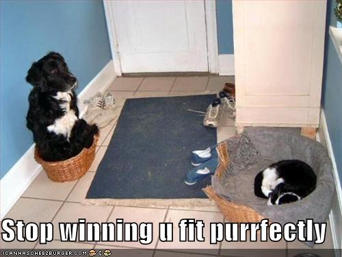 [funny-pictures-cat-dog-beds-stop-whining.jpg]