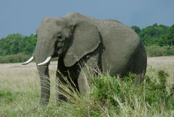 [top10_deadly_african_elephant.jpg]