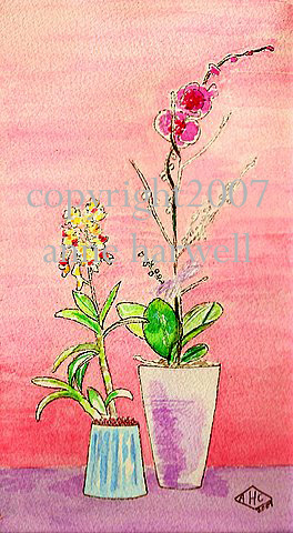 [orchids+copyright.jpg]