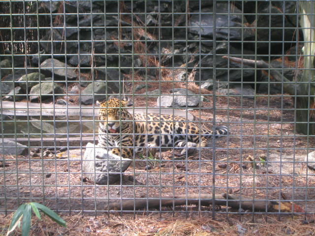 [jaguar.JPG]