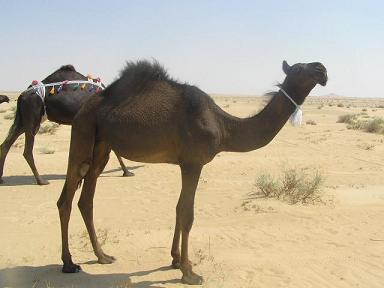 [camel62.jpg]
