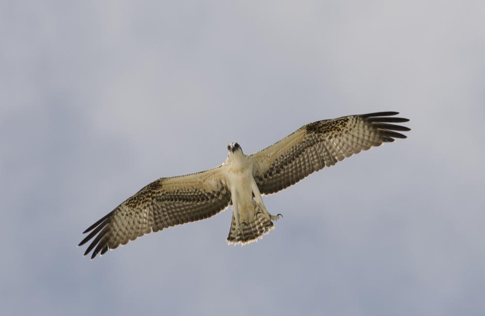 [osprey+hover.jpg]