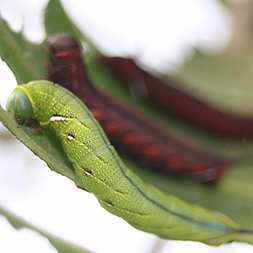 [green+caterpillar.jpg]