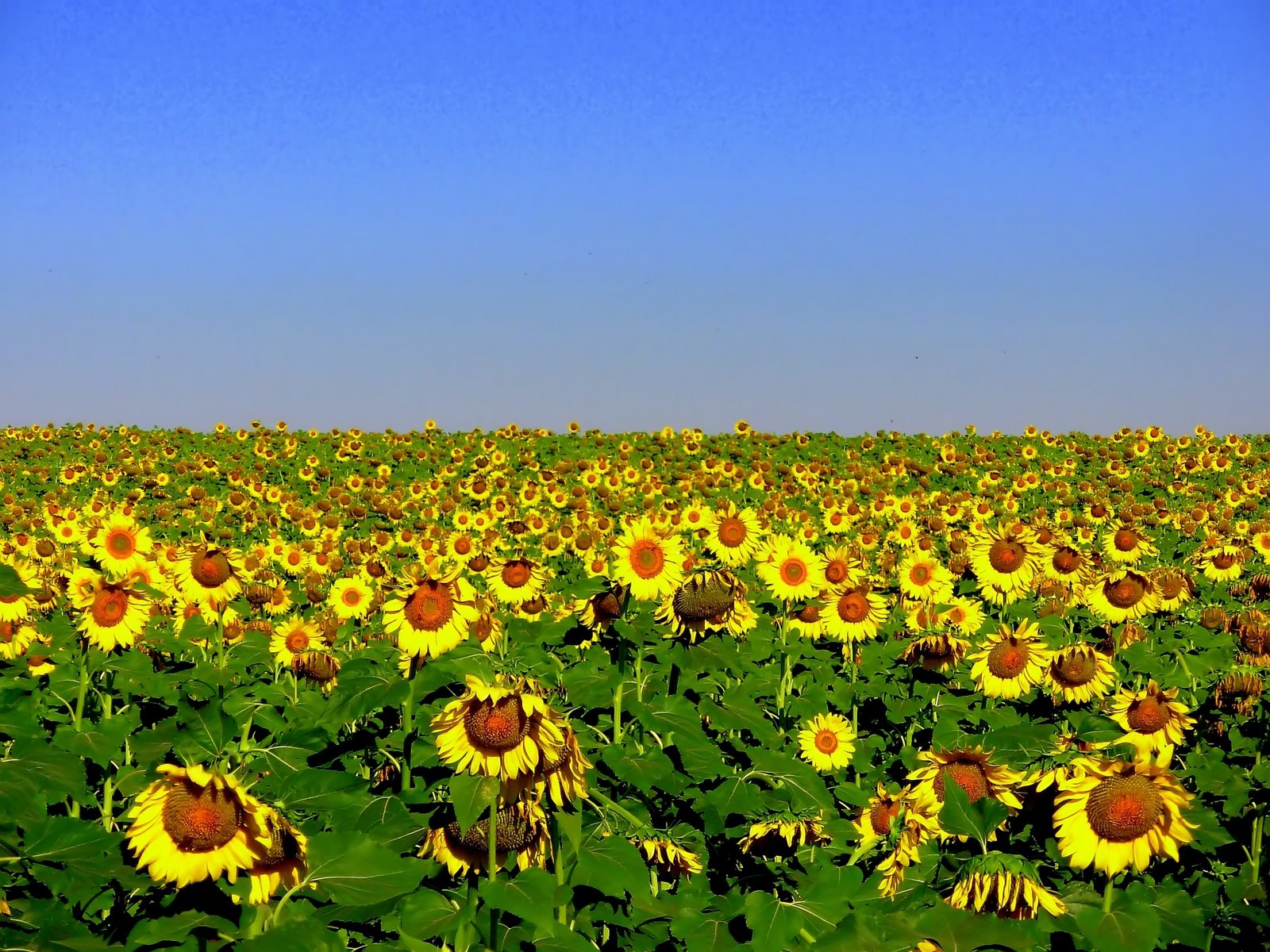 [Sunflowers.jpg]