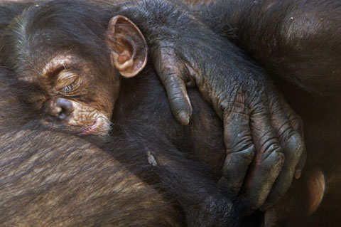 [10-chimpanzee-baby-sleep.jpg]