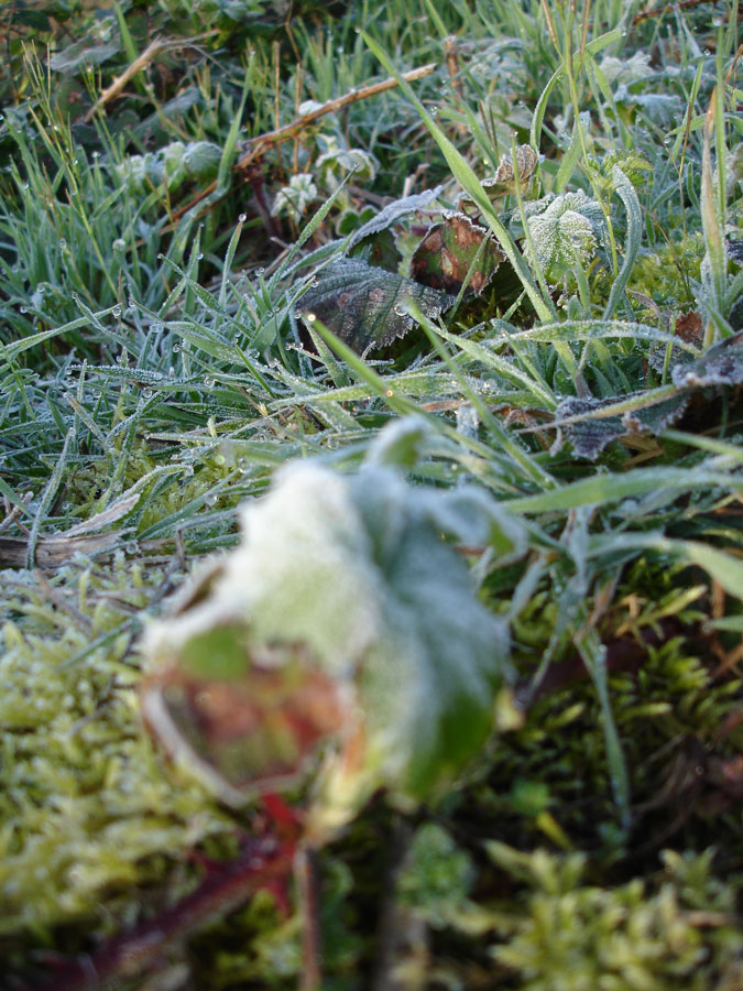 [Morning-frost.jpg]