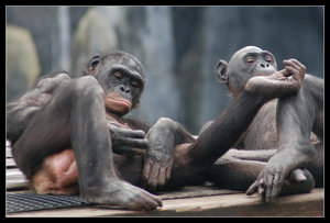[Bonobo_Couple_by_hoboinaschoolbus.jpg]