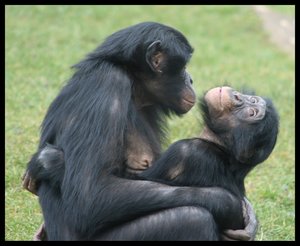 [Bonobo__s_by_MDJ86.jpg]