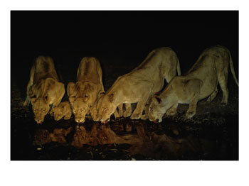 [100009~Lionesses-and-Cubs-Drink-from-a-Watering-Hole-at-Night-Posters.jpg]