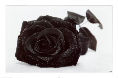 [blog+bw+black+rose.jpg]