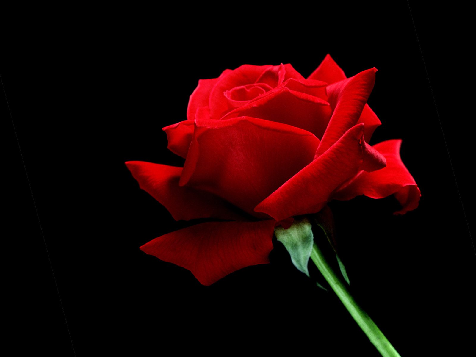 [A-Single-Red-Rose.jpg]