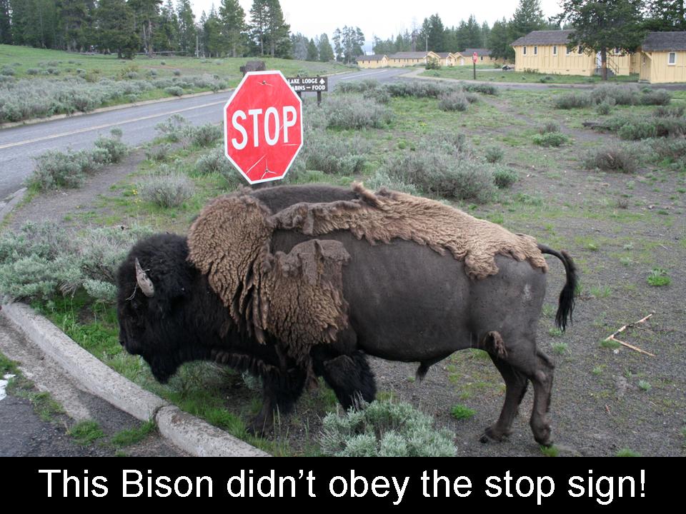 [Bison+didn't+stop+JPEG.jpg]