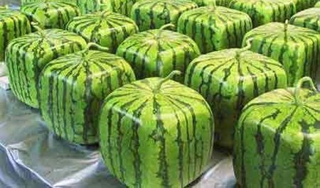 [squarewatermelons1.jpg]