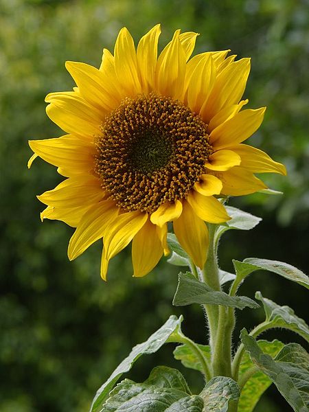 [450px-A_sunflower.jpg]