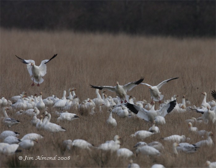 [Blog+Snow+geese+flock+Reifel+28+2+08+img++4538.jpg.jpg]
