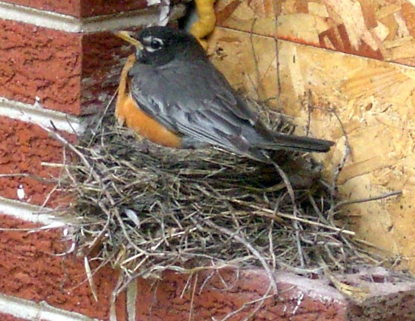 [Robin+nesting.JPG]