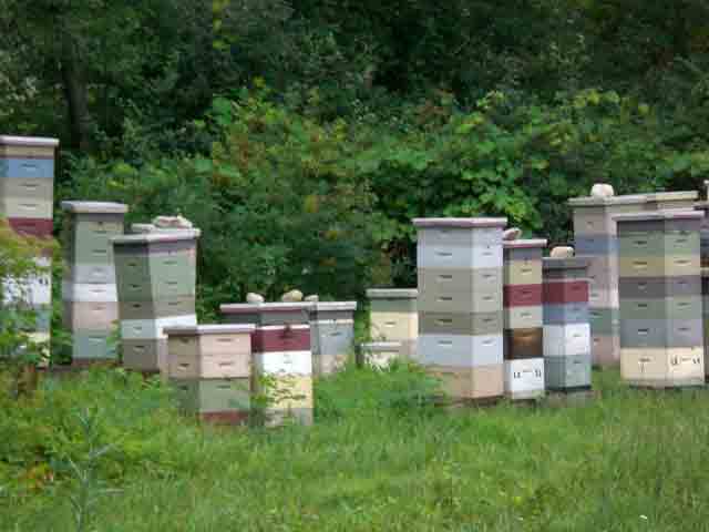 [beekeeping.jpg]