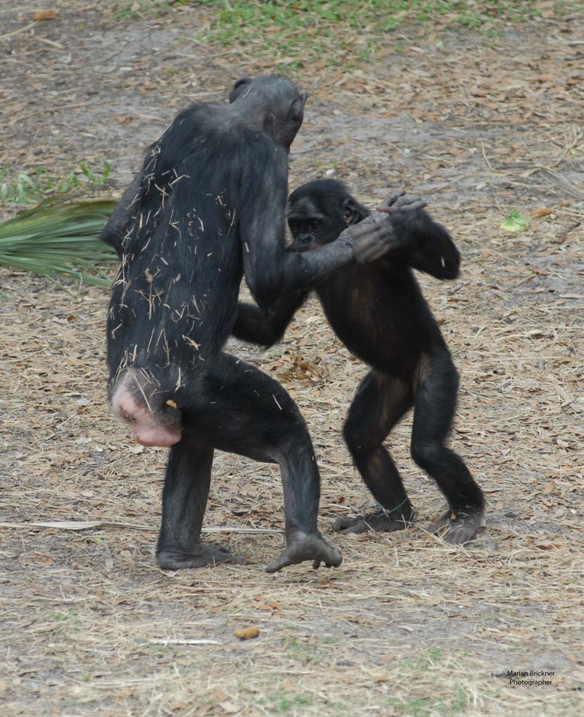 Jacksonville Zoo and Gardens Bonobos