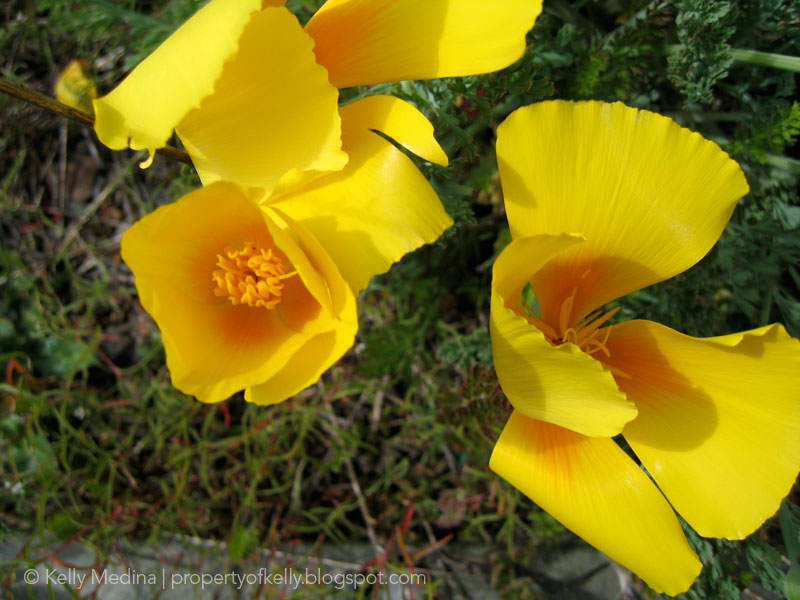 [photo-yellowflowers.jpg]