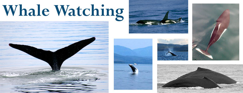 [Whalewatching-header2.jpg]