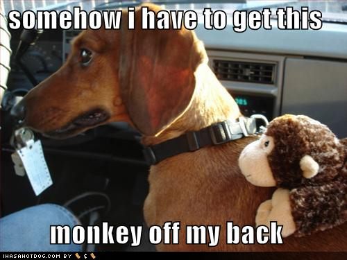 [funny-dog-pictures-need-to-get-monkey-off-back.jpg]