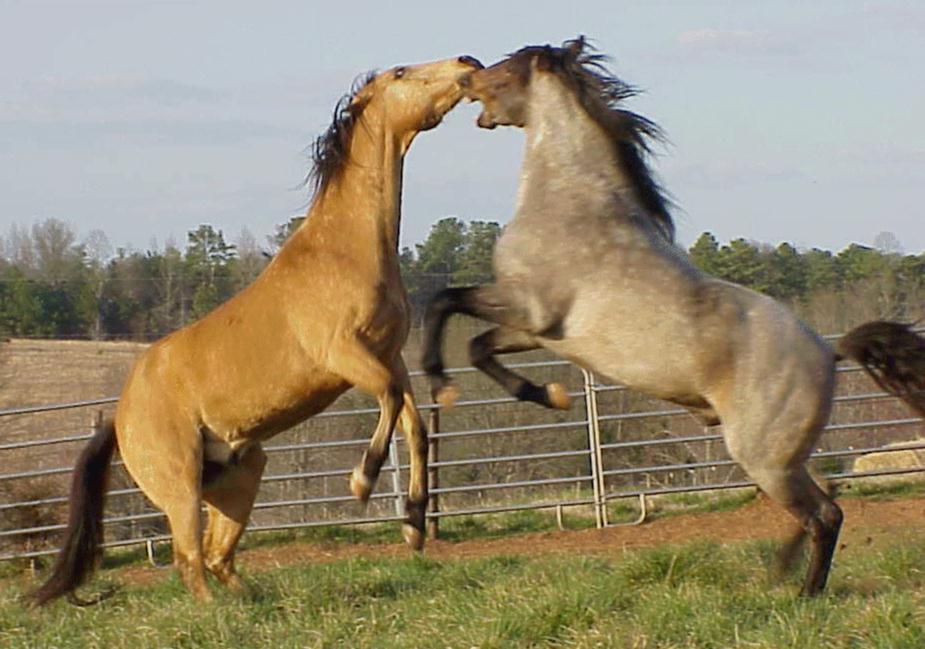 [horse+fight.jpg]