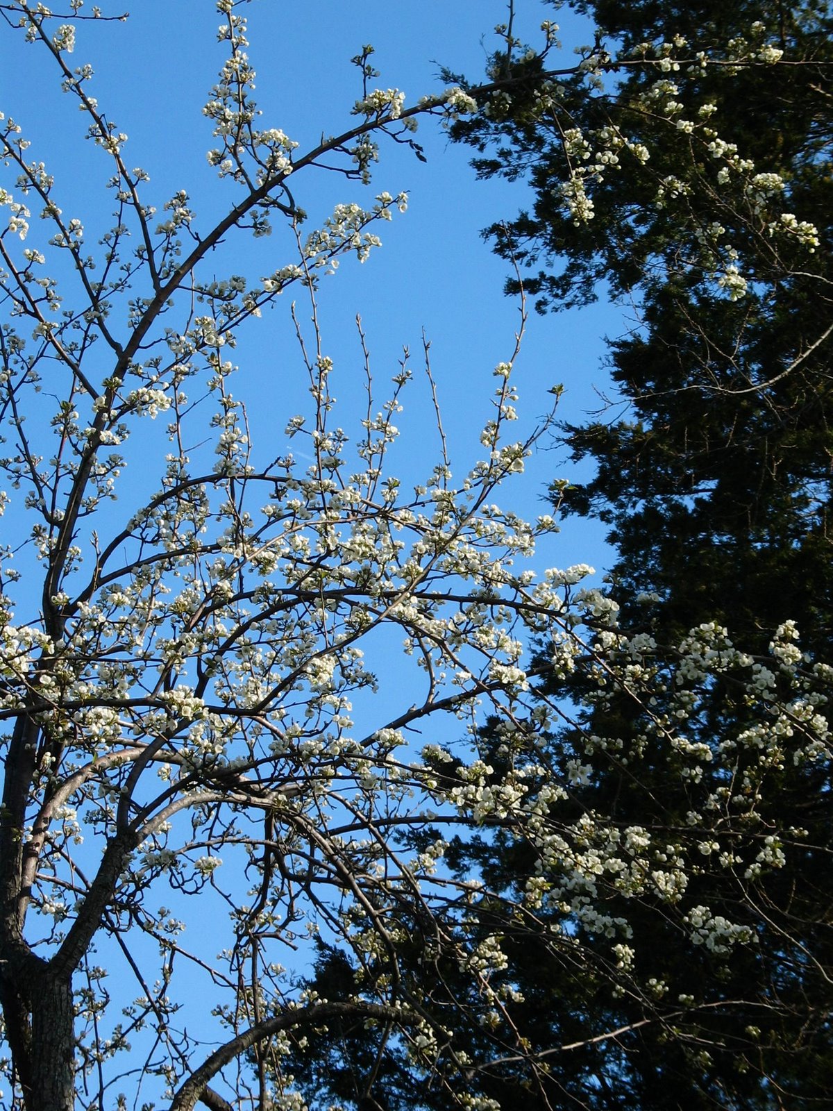 [Pear+blossoms+3.jpg]