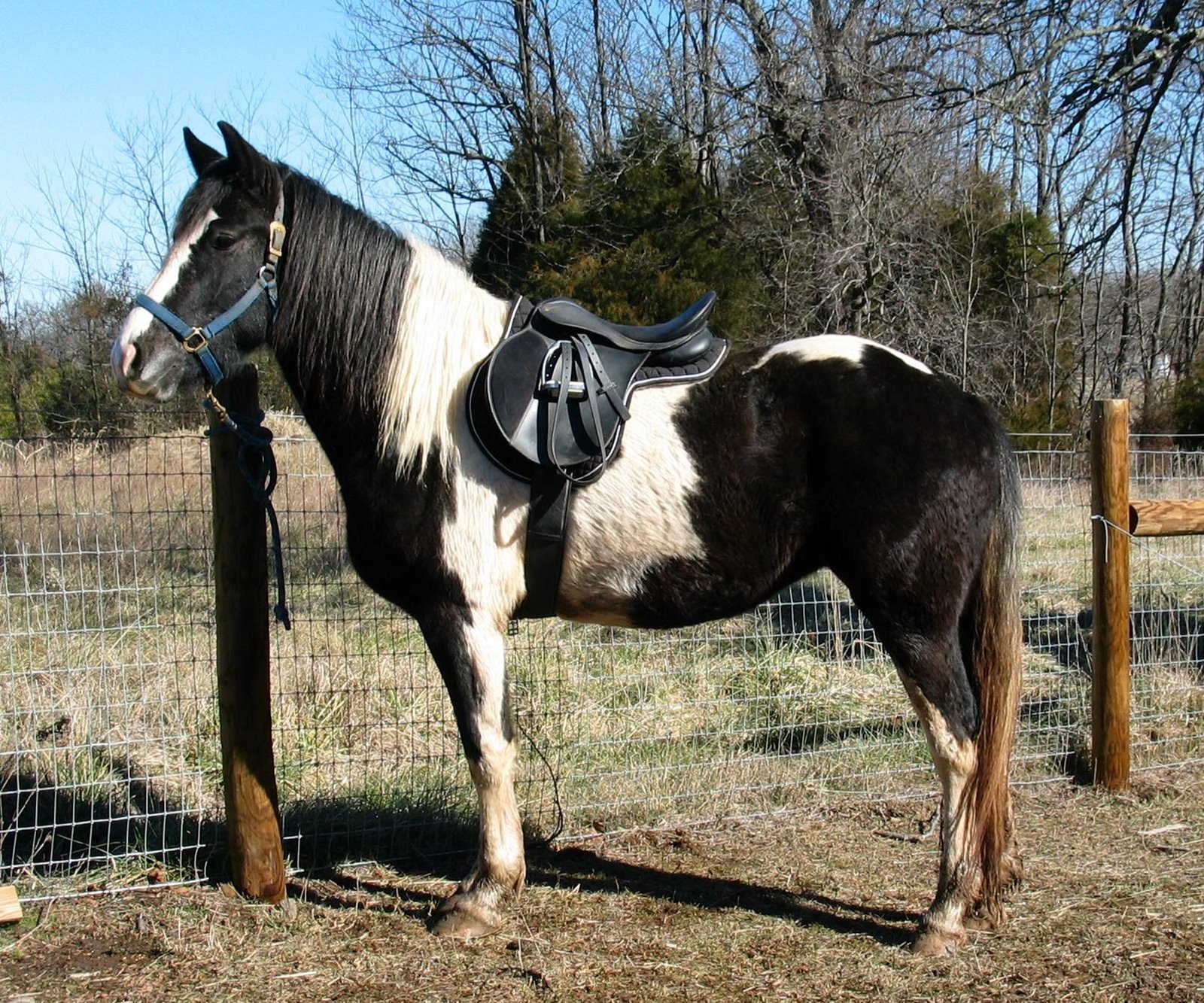 [Callisto's+first+saddle+1-21-2008.jpg]