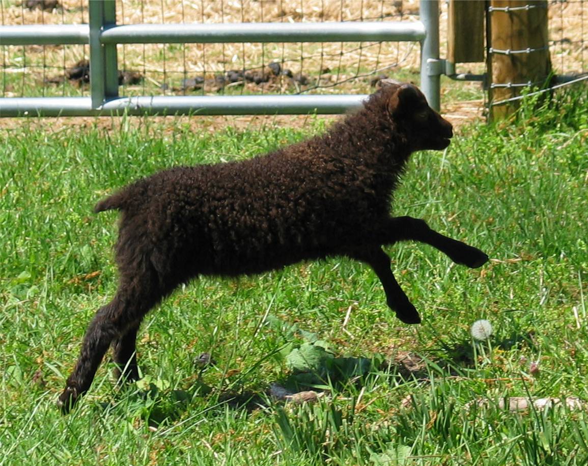 [Flying+lamb,+April+23,+2007,+Timber.jpg]